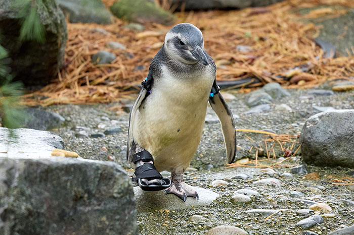 Periwinkle The Penguin Takes Over The Internet As He Thrives After A Rough Start, Defying All Odds Periwinkle The Penguin Takes Over The Internet As He Thrives After A Rough Start, Defying All Odds