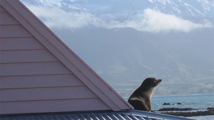 Baby Fur Seal Ventures Inland And Falls Asleep Outside Family’s Door, Goes Viral Once Discovered Baby Fur Seal Ventures Inland And Falls Asleep Outside Family’s Door, Goes Viral Once Discovered