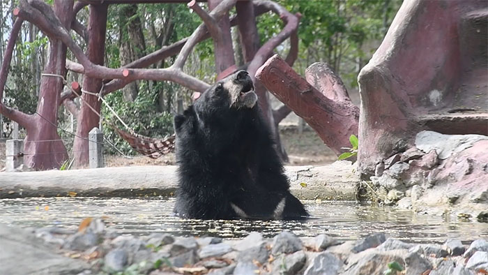 Bouncer, The 20YO 3-Legged Bear, Takes Over The Internet As People Fall In Love With His Chill Vibe