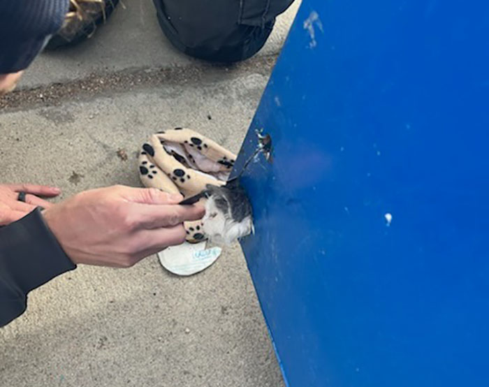 Kitty Trapped In Dumpster Gets Rescued By Firefighters With Heavy Machinery, And Netizens Are Happy Kitty Trapped In Dumpster Gets Rescued By Firefighters With Heavy Machinery, And Netizens Are Happy