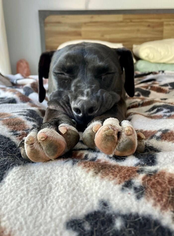 Meet Anna, Probably The World&rsquo;s Loneliest Foster Dog, Who Has Had Her Heart Broken For The 8th Time