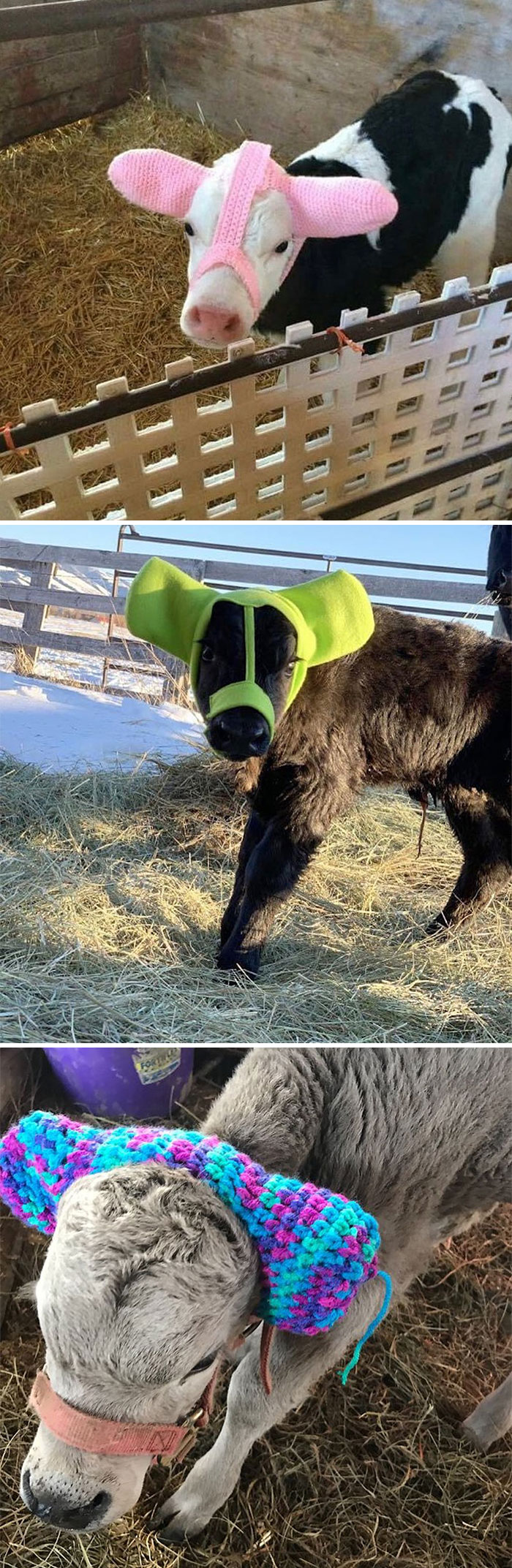 Three calves wearing colorful knitted ear covers inside barns and outdoor pens, showcasing interesting facts on IG.