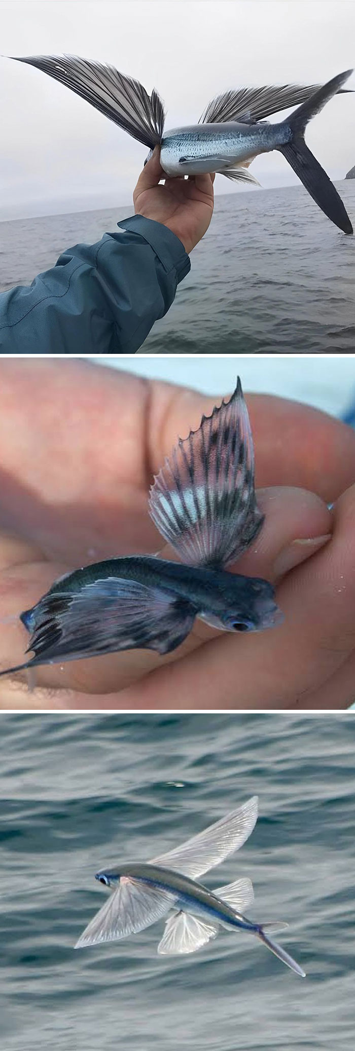Flying fish with wing-like fins held over ocean and in hand, showing unique features for interesting facts and curiosities.