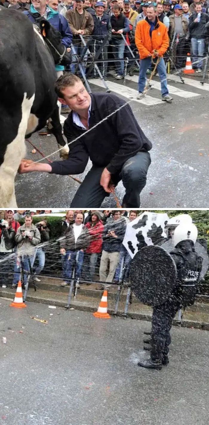 Man milking a cow in public, causing a splash against a police officer; random and interesting scene.