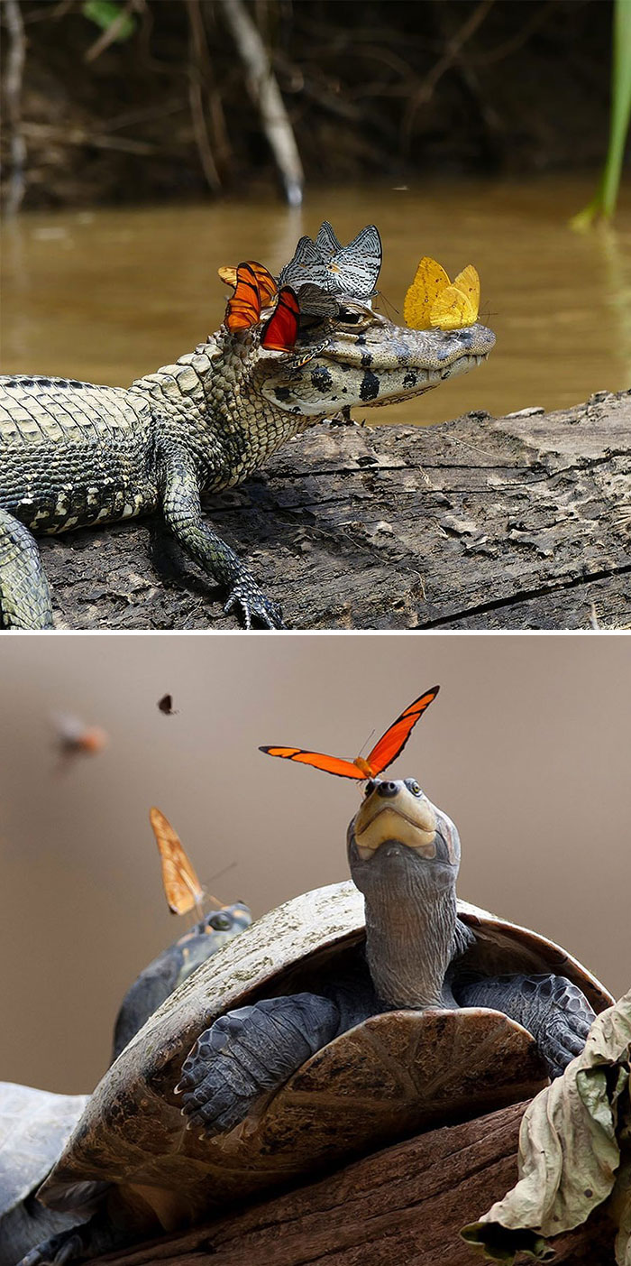 A crocodile and a turtle with colorful butterflies resting on them, highlighting interesting animal curiosities.