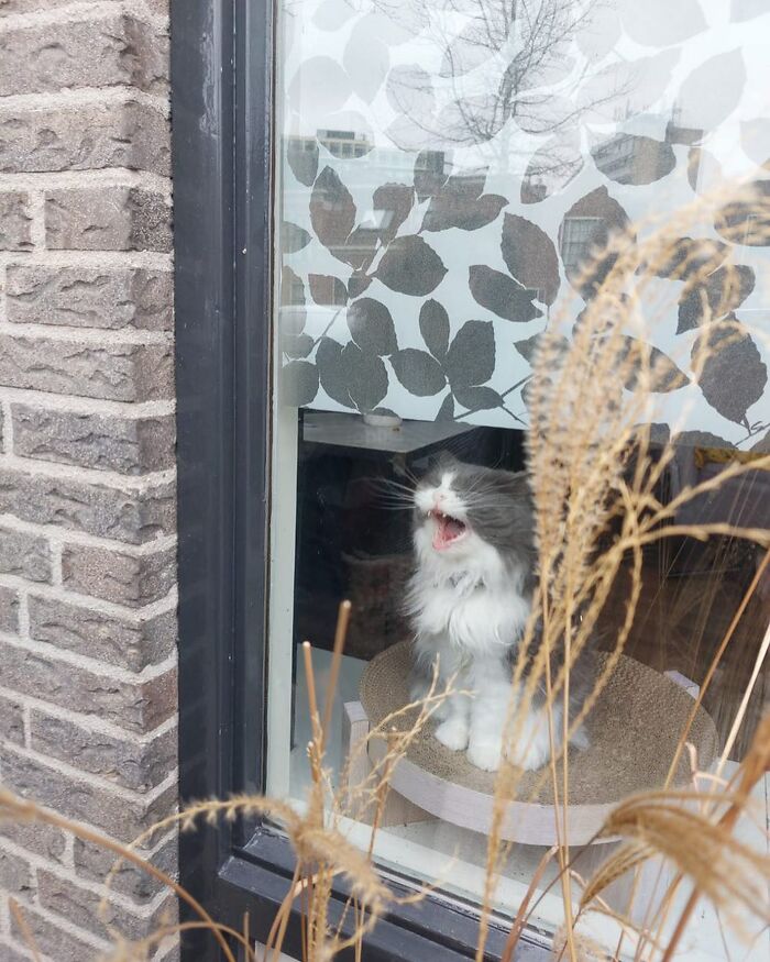 Esta es Zoe de Groningen, Países Bajos, por @rebekahmallia