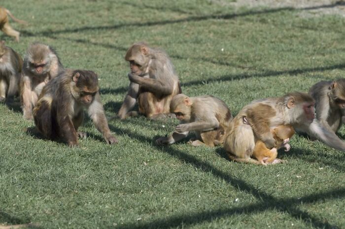 43 Monkeys Escape Research Facility, Police Issue Strict Warning: "They Don't Belong To You" 43 Monkeys Escape Research Facility, Police Issue Strict Warning: "They Don't Belong To You"