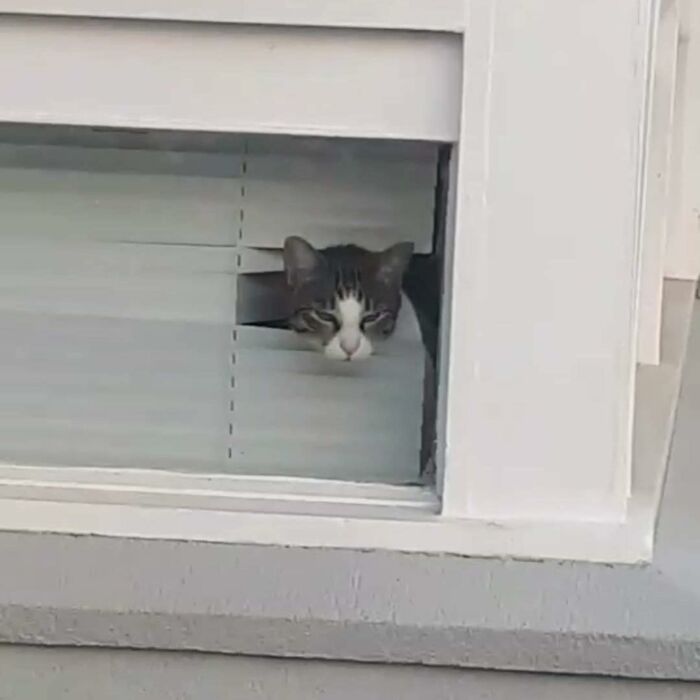 En Cosworth, Melbourne, Australia, por @mr_meow_chow