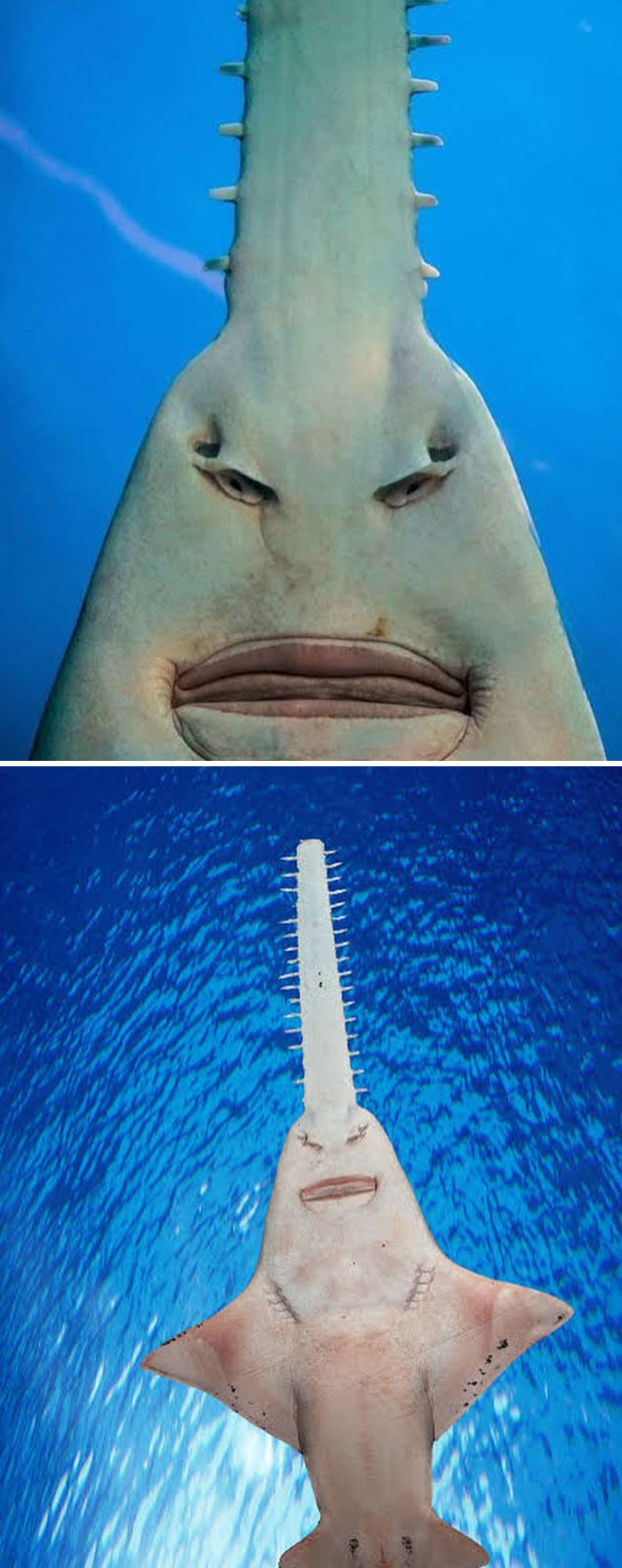 Sawfish underwater showing distinctive flat snout with teeth, featured in random facts and curiosities collection.