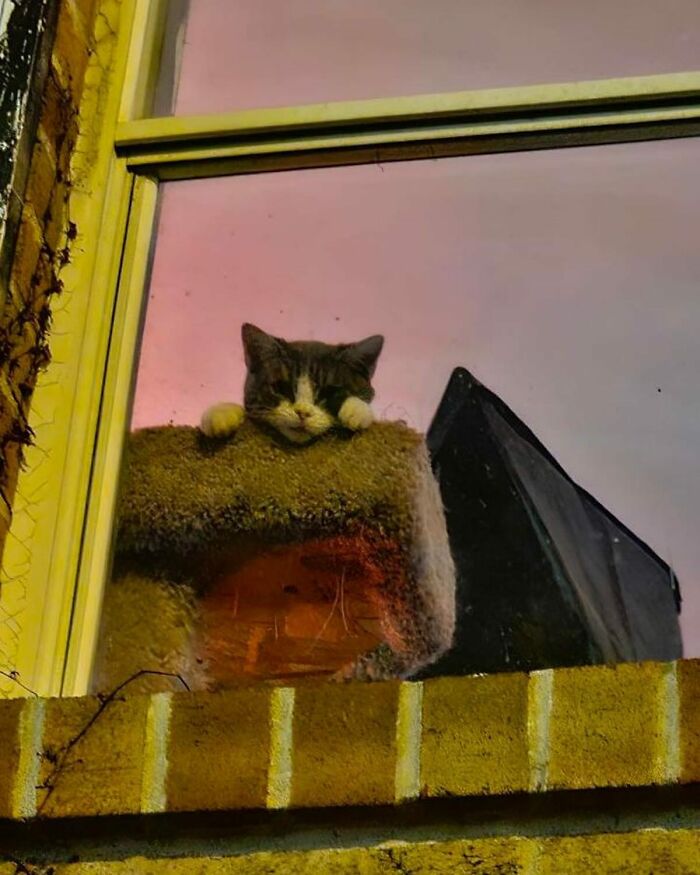 Este es Mr. Nubbs en Filadelfia, Pensilvania, por @cowboycatwrangler