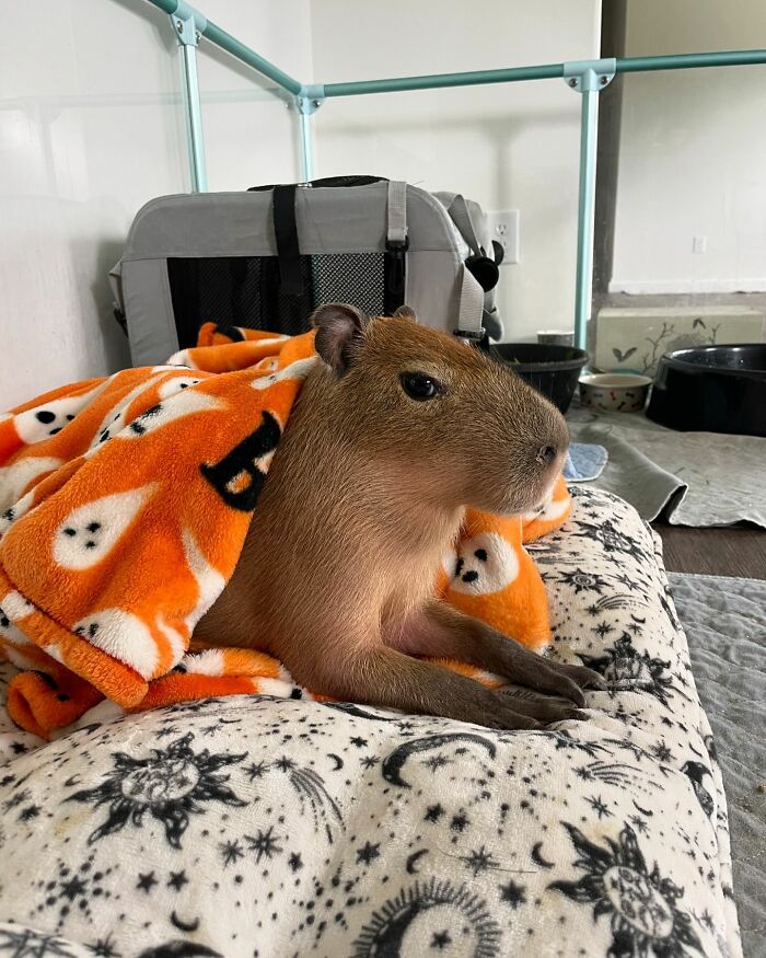 This Astoundingly Adorable Capybara Named Pumpkin Is Melting Hearts All Over The Internet This Astoundingly Adorable Capybara Named Pumpkin Is Melting Hearts All Over The Internet