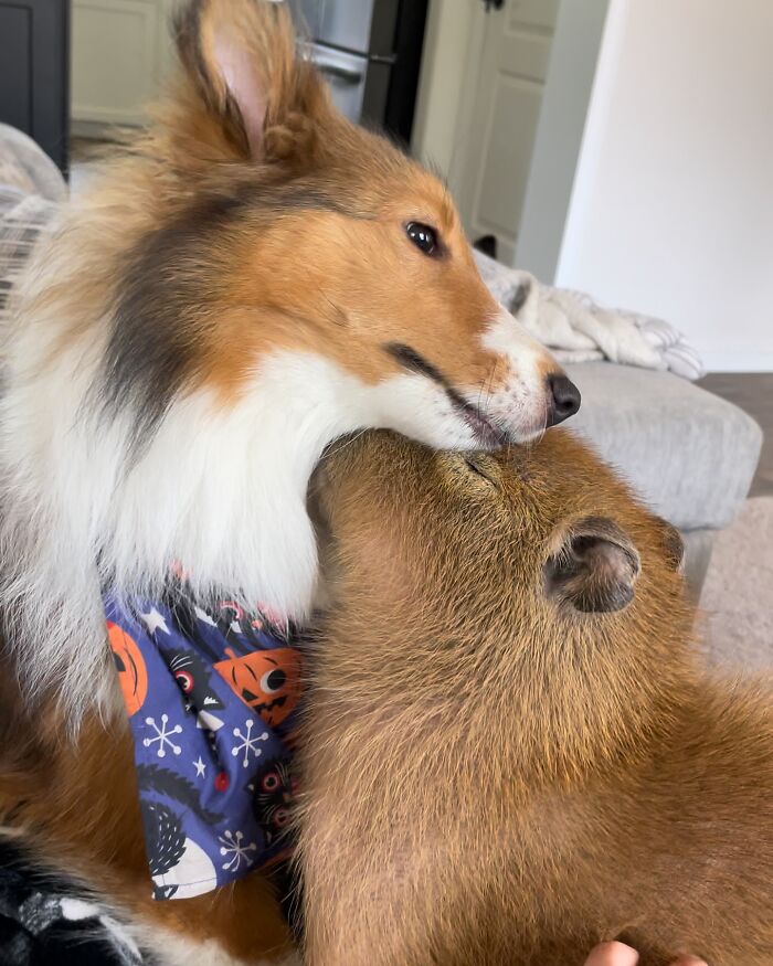 This Astoundingly Adorable Capybara Named Pumpkin Is Melting Hearts All Over The Internet This Astoundingly Adorable Capybara Named Pumpkin Is Melting Hearts All Over The Internet