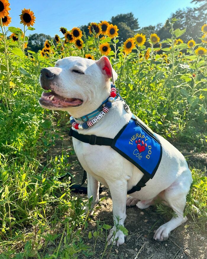 Happy deaf therapy dog wearing a vest, sitting in a sunflower field.