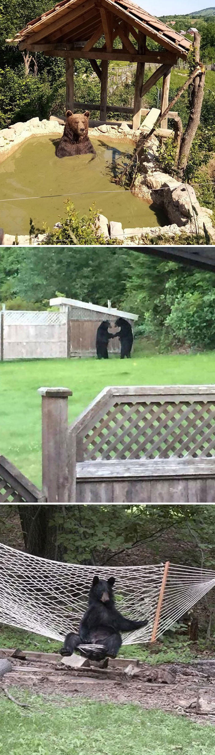 Three bears in different settings showing random and interesting facts with curious and playful behavior outdoors.