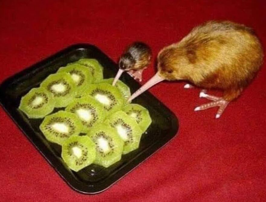 Kiwi birds pecking at sliced kiwi fruit on a tray, creating a fun and unexpected scene.
