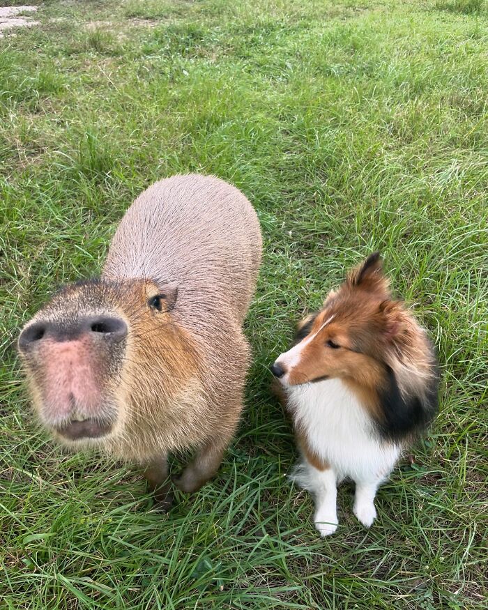 This Astoundingly Adorable Capybara Named Pumpkin Is Melting Hearts All Over The Internet This Astoundingly Adorable Capybara Named Pumpkin Is Melting Hearts All Over The Internet