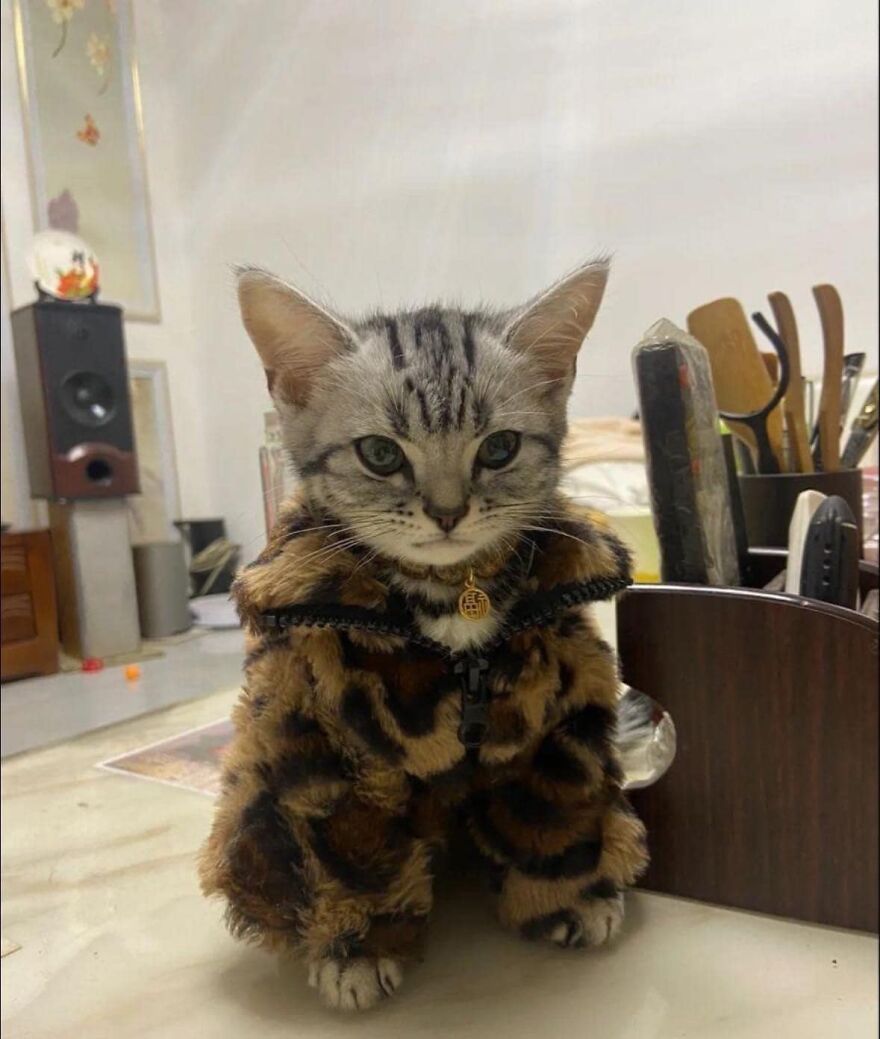 Cat wearing a stylish fur coat at a desk, embodying 'pics that go hard' vibe.