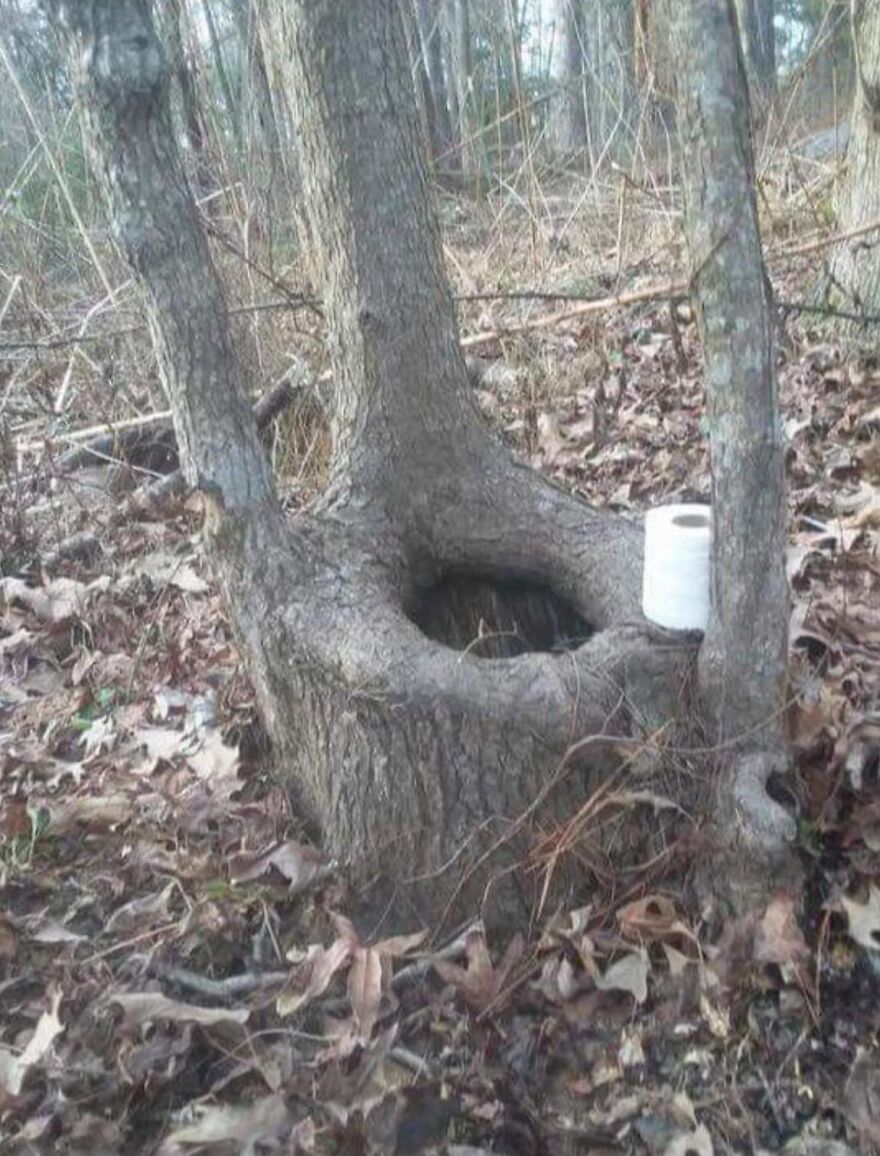 Tree trunk shaped like a toilet seat with a roll of toilet paper beside it in a forest setting.