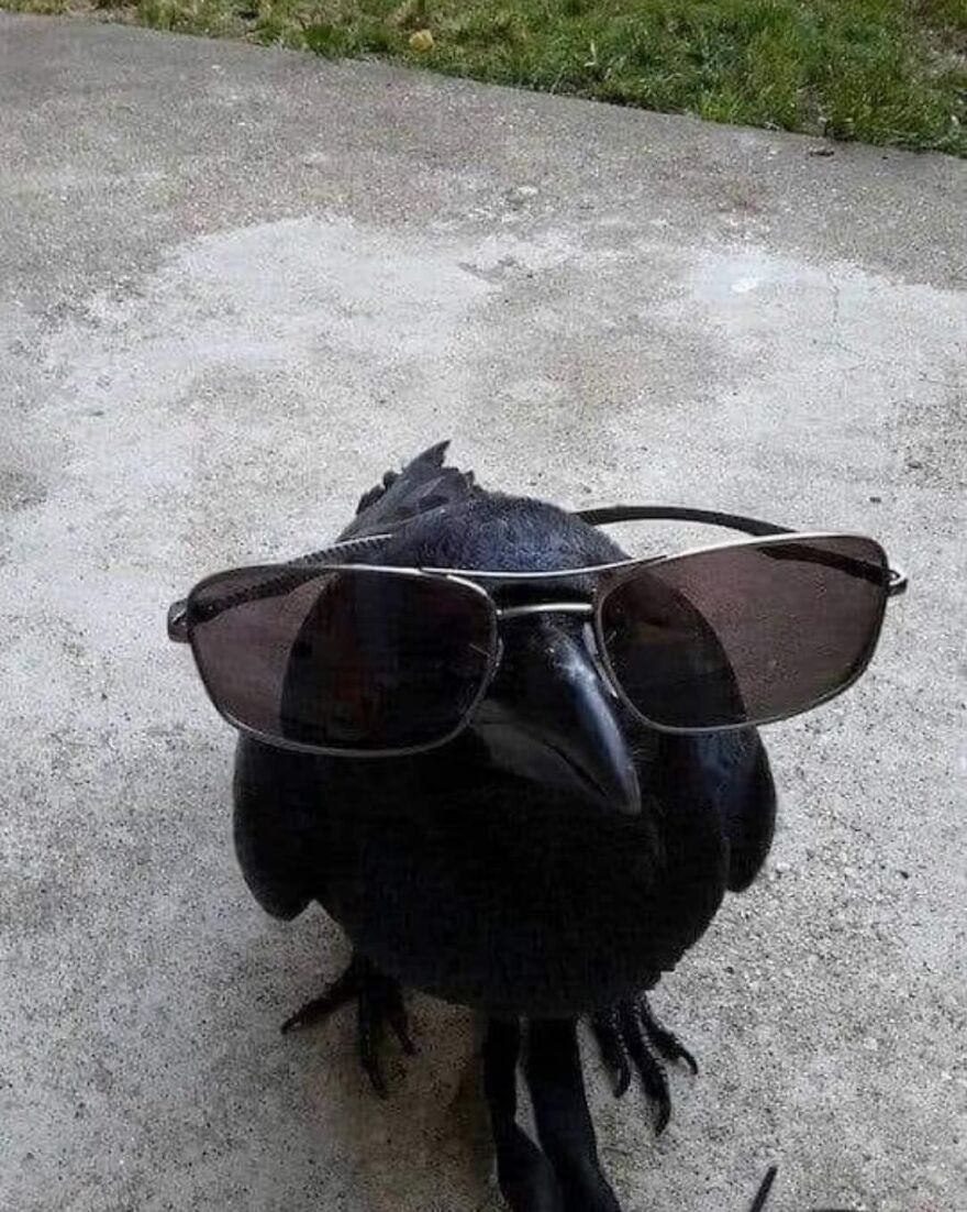 A crow wearing sunglasses on a concrete surface, embodying a cool and humorous pose for "Pics That Go Hard."