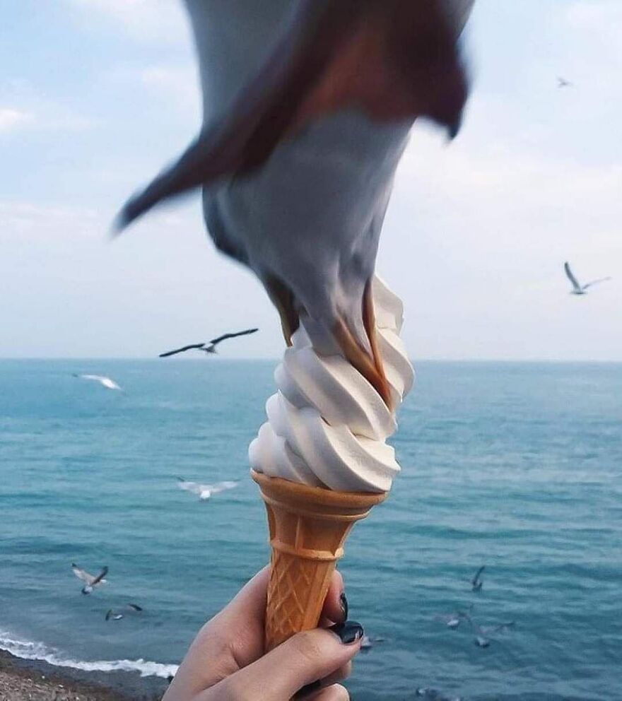 Seagull eating an ice cream cone by the ocean, showcasing pics that go hard.