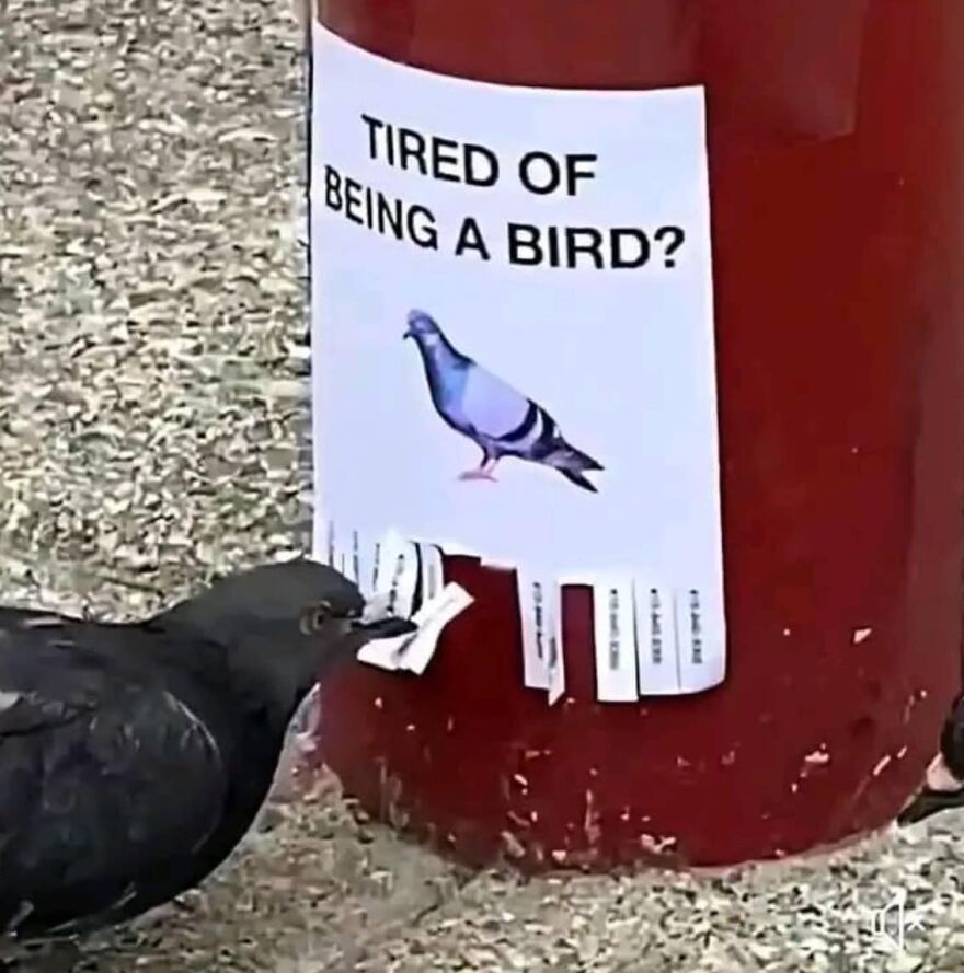 Pigeon pecking at a humorous "tired of being a bird?" sign on a red post; a playful, cool image that goes hard.