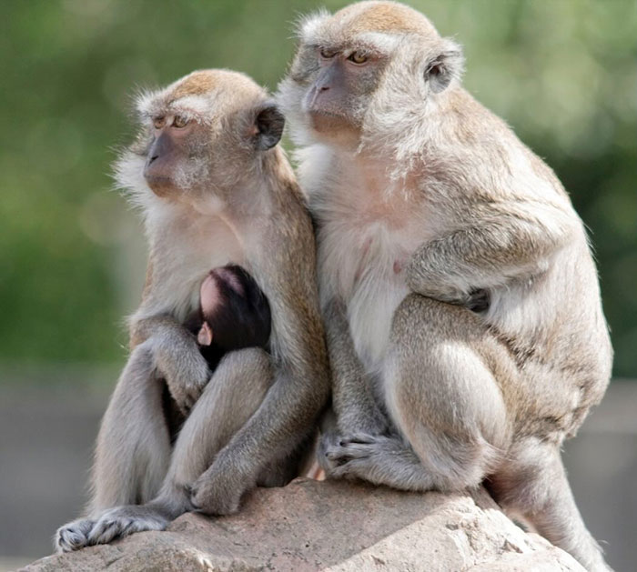 43 Monkeys Escape Research Facility, Police Issue Strict Warning: "They Don't Belong To You" 43 Monkeys Escape Research Facility, Police Issue Strict Warning: "They Don't Belong To You"