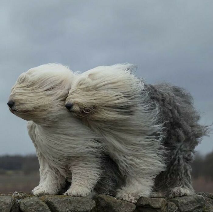 "The Snuggle Is Real": 50 Pics Of Animals Doing The Most Random Stuff (Best Of All Time)