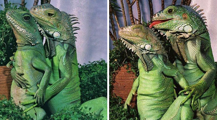 Best-Cute-Funny-Animals-Pics