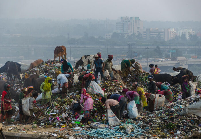 People and cows amidst towering piles of waste in a landfill, highlighting a country's environmental concerns.