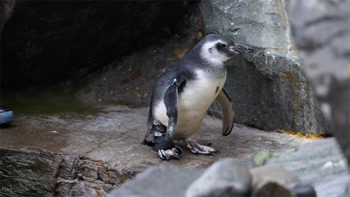 Periwinkle The Penguin Takes Over The Internet As He Thrives After A Rough Start, Defying All Odds Periwinkle The Penguin Takes Over The Internet As He Thrives After A Rough Start, Defying All Odds