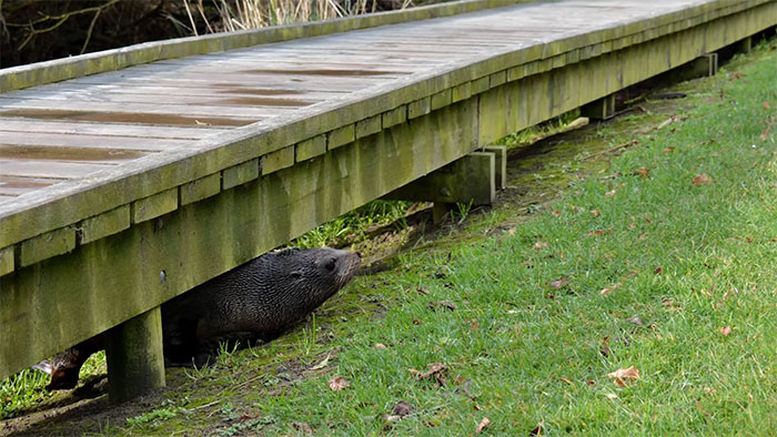 Baby Fur Seal Ventures Inland And Falls Asleep Outside Family’s Door, Goes Viral Once Discovered Baby Fur Seal Ventures Inland And Falls Asleep Outside Family’s Door, Goes Viral Once Discovered