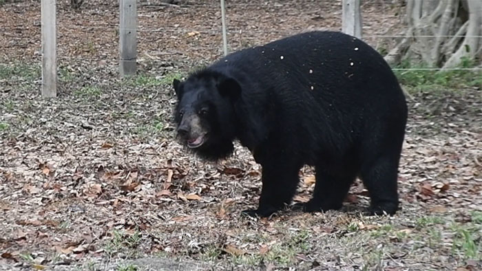Bouncer, The 20YO 3-Legged Bear, Takes Over The Internet As People Fall In Love With His Chill Vibe