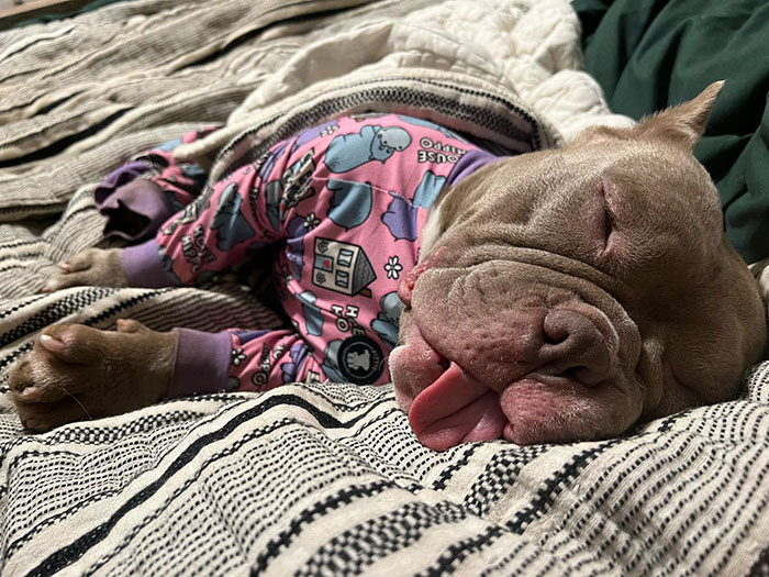 Lovely Pitbull Can&rsquo;t Stop Hugging Woman Who Gave Him Foster Home, Goes Viral When Pics Spread Online