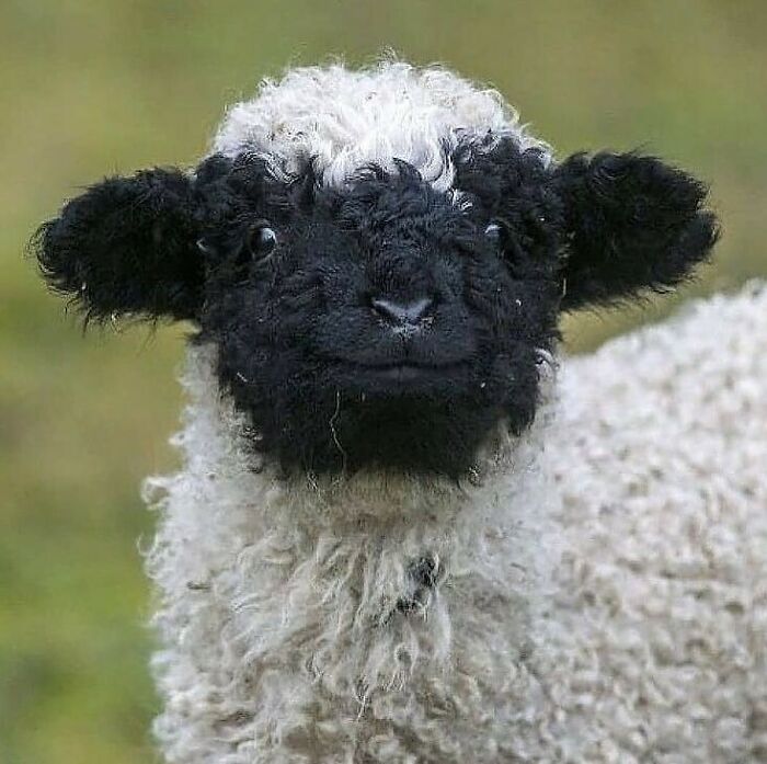 "The Snuggle Is Real": 50 Pics Of Animals Doing The Most Random Stuff (Best Of All Time)