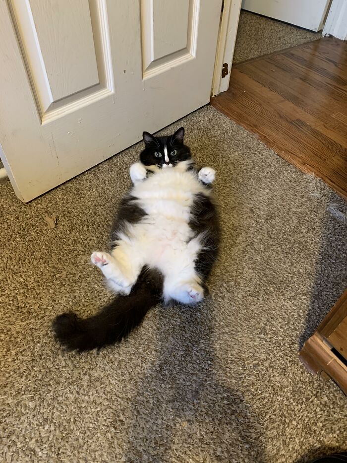 Summer Showing Off Her Floof