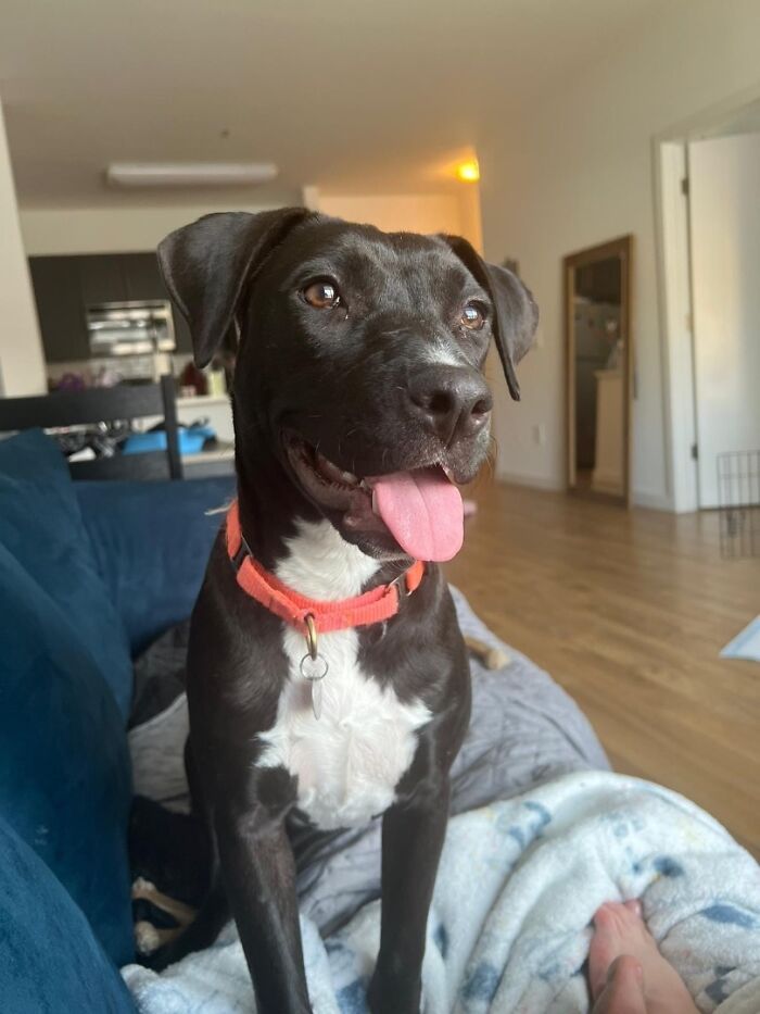 Meet Anna, Probably The World&rsquo;s Loneliest Foster Dog, Who Has Had Her Heart Broken For The 8th Time