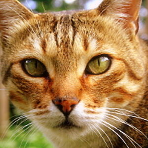 sherylrapee-adams avatar