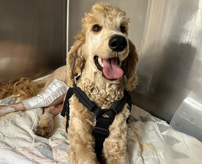 Couple Rescue Injured And Abandoned Dog, Use Their Wedding Fund To Save Her Life Couple Rescue Injured And Abandoned Dog, Use Their Wedding Fund To Save Her Life