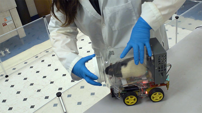 Rats Who Were Taught To Drive Enjoy Going For Rides, Rev The Engine As Soon As They Get In Rats Who Were Taught To Drive Enjoy Going For Rides, Rev The Engine As Soon As They Get In