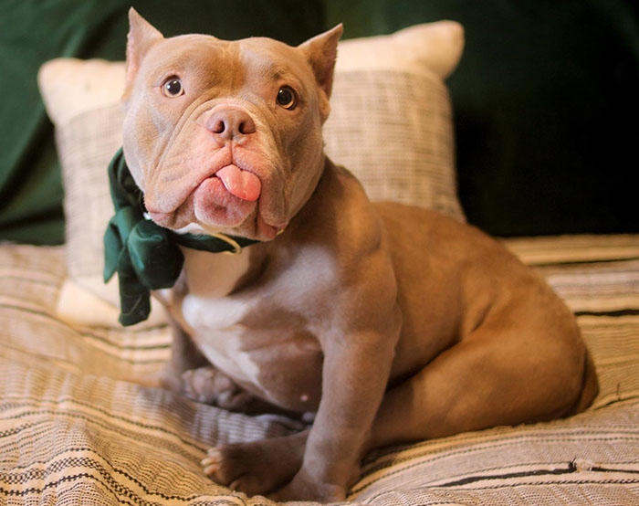 Lovely Pitbull Can&rsquo;t Stop Hugging Woman Who Gave Him Foster Home, Goes Viral When Pics Spread Online