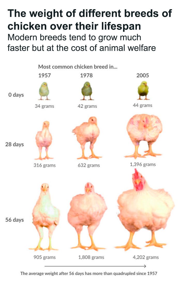 The Weight Of Different Breeds Of Chicken Over Their Lifespan