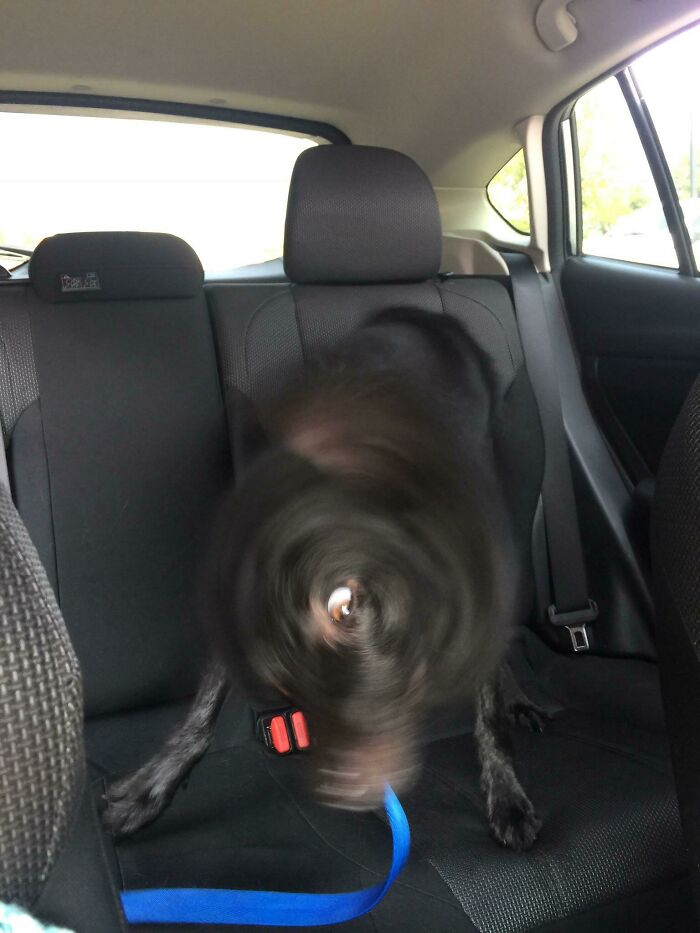 Blurry Picture Of A Dog