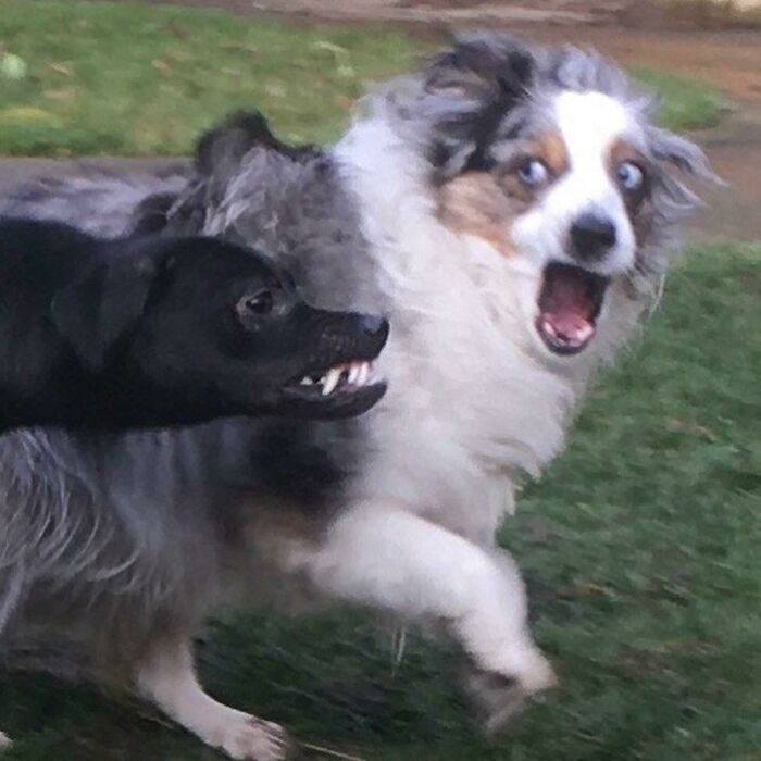 Blurry Picture Of Dogs
