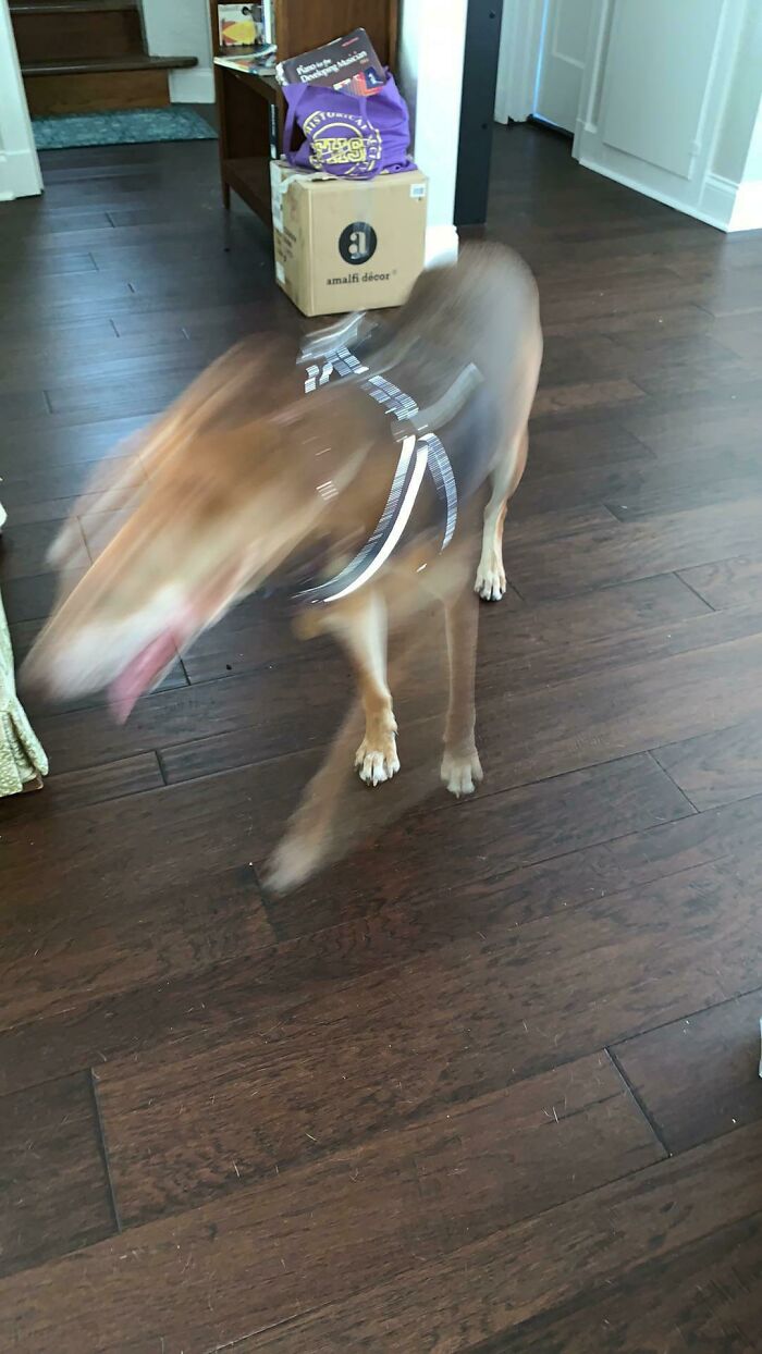 Blurry Picture Of A Dog