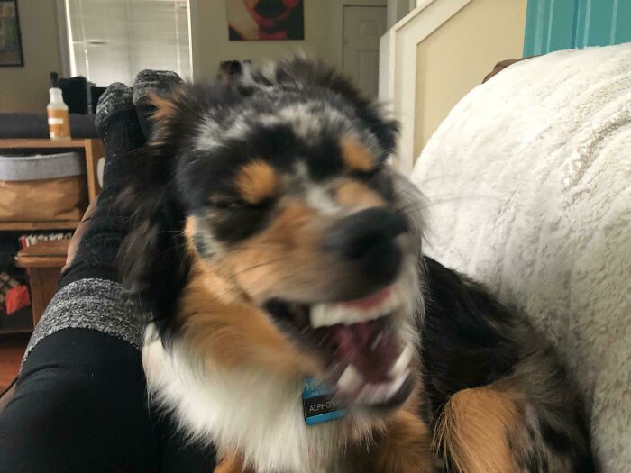 Blurry Picture Of A Dog