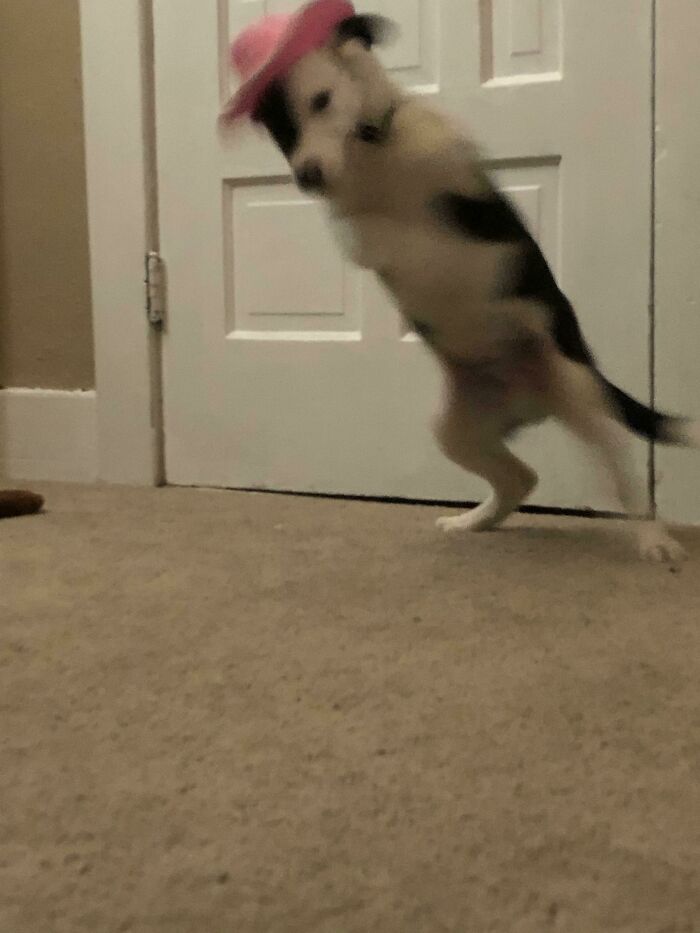 Blurry Picture Of Dog