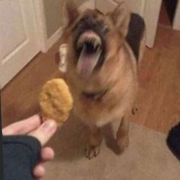 Blurry Picture Of A Dog