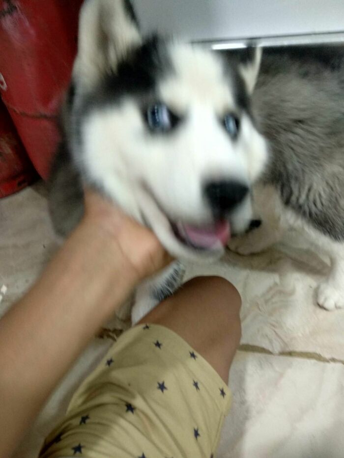 Blurry Picture Of A Dog