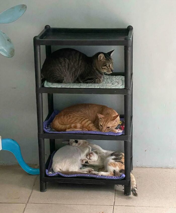 The Council Has Decided It’s Nap Time