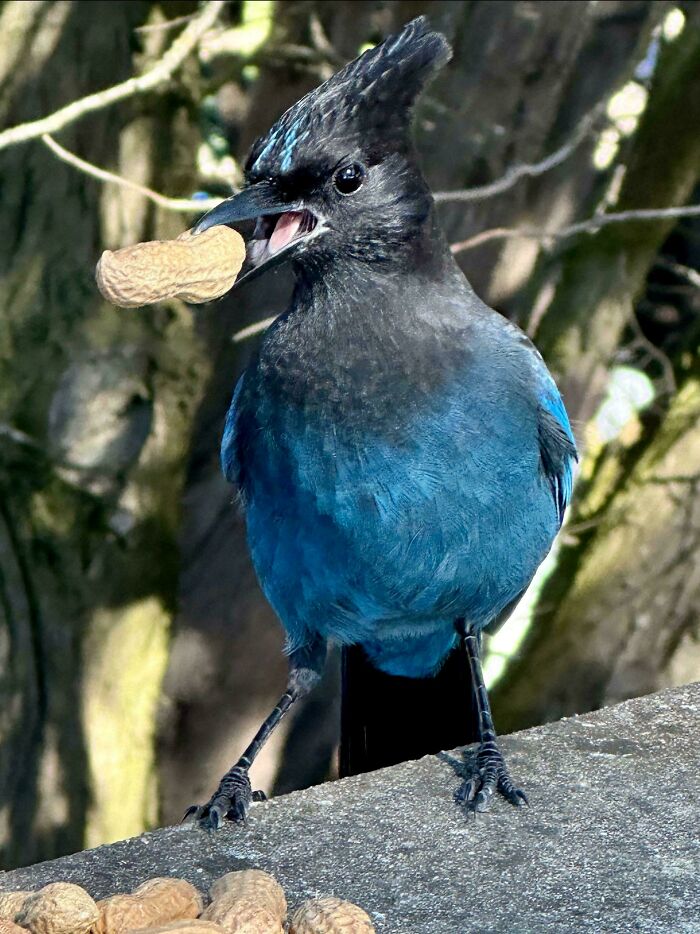 Blue bird being a jerk with a peanut in its beak, standing on a ledge.